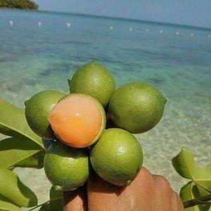 Meet your Posher, Hakim